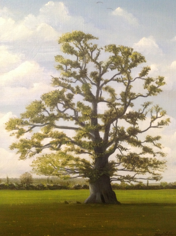 SPRING OAK SPRING OAK