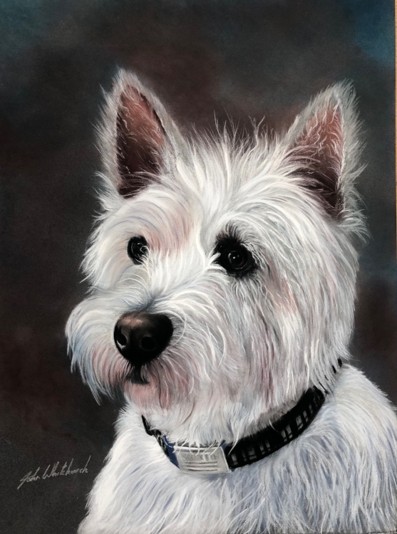 SCOTTIE